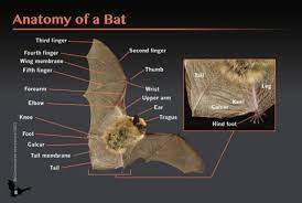 Bat image